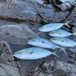 今年初のロックショア