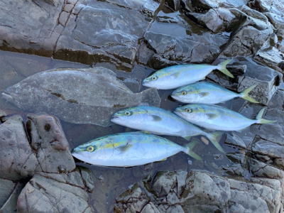 今年初のロックショア