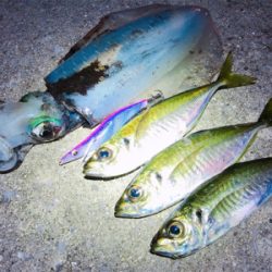 アジング時々エギング。