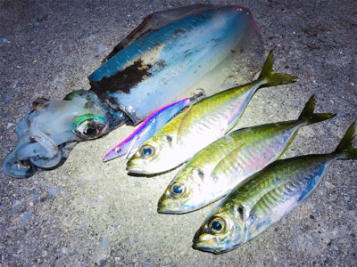 アジング時々エギング。