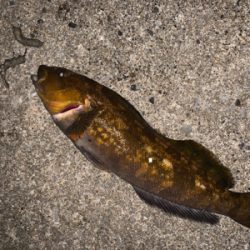 スーパーどじょう炸裂！