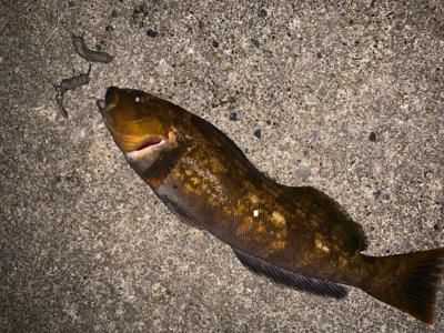 スーパーどじょう炸裂！