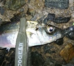 ナイトアジング