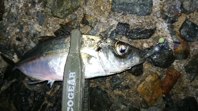 ナイトアジング