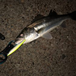 ジョイクロ不発