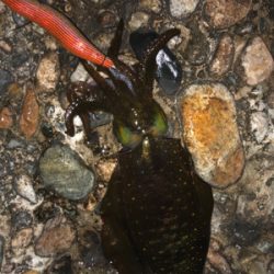 エギングのち邪道エギング