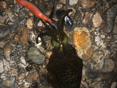 エギングのち邪道エギング