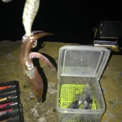 寒くて渋いヒイカ釣り(><)