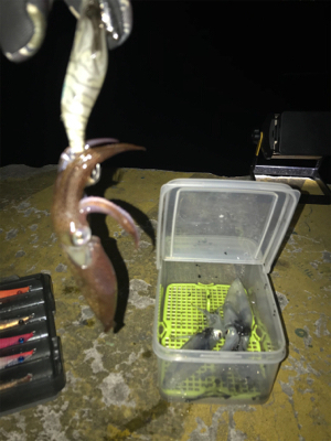 寒くて渋いヒイカ釣り(><)