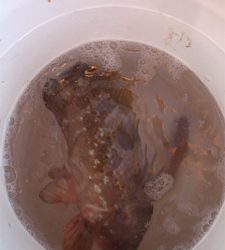 新年初の一つテンヤ釣り