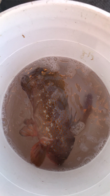 新年初の一つテンヤ釣り