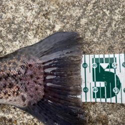 プールフィシング