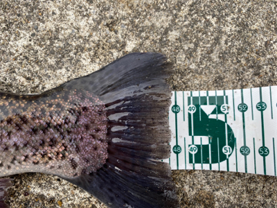 プールフィシング