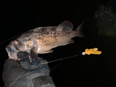 （´-`）.｡oO(冬は汁系ワームだねぇ