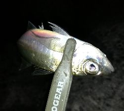 ナイトメバリング