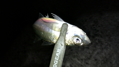 ナイトメバリング