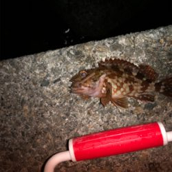 半夜エビ撒き釣り 好調