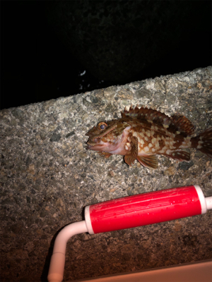 半夜エビ撒き釣り 好調