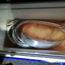 まだ釣れました