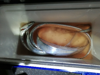 まだ釣れました