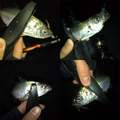 メバルよりガシラ好調