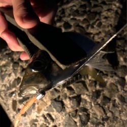 今年初のアジング