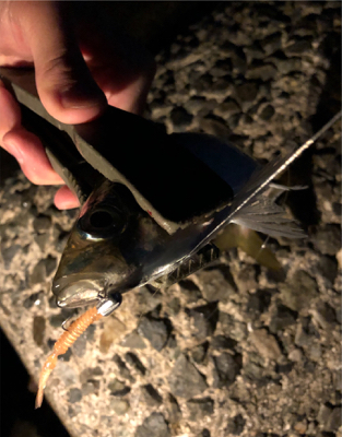 今年初のアジング