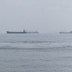 青物はどこへ…