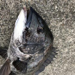 エビ撒きアタリが多い