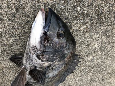 エビ撒きアタリが多い