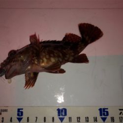 ガシラは釣れるんだけど…^_^