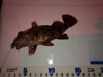 ガシラは釣れるんだけど…^_^