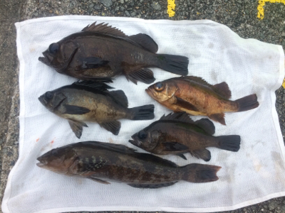 カゴシーズン終了→エビ撒きメバル