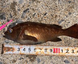 函館は風の無い今がチャンス！