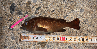 函館は風の無い今がチャンス！