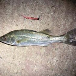 メバルとシーバス