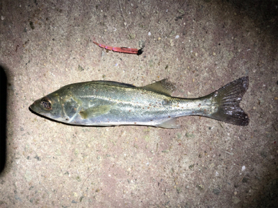 メバルとシーバス