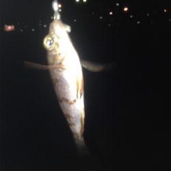 激ムズ垂水漁港でアジング