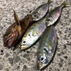 高砂幕府（爆風）アジング成立。