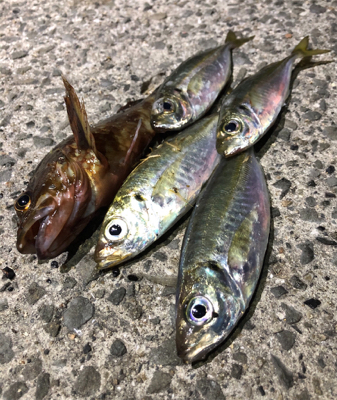 高砂幕府（爆風）アジング成立。