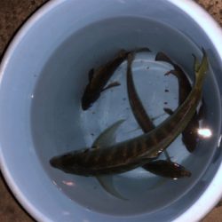 28cmビッグアジ！