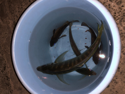 28cmビッグアジ！