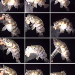 今年初フィッシュは大漁メバル！