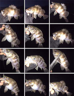 今年初フィッシュは大漁メバル！