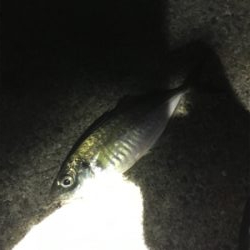 今年の運だめし!