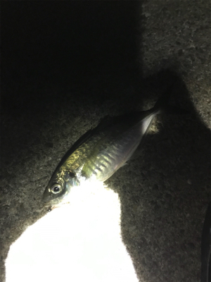 今年の運だめし!