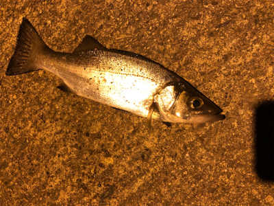 今年の初フィッシュは…