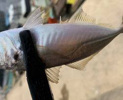 メバルにシフト気味