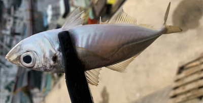 メバルにシフト気味