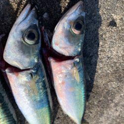 スーパーライトショアジギング